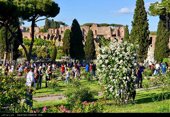 بوستان گل رز در شهر رم +عکس