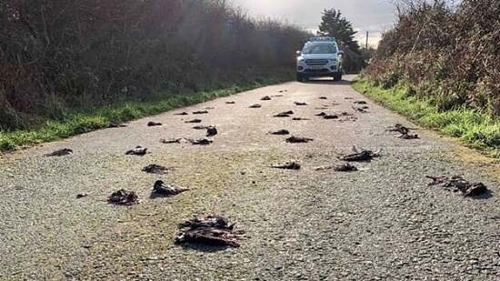 مرگ مشکوک صدها پرنده در ولز