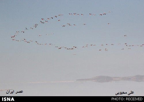 خبر خوش درباره دریاچه ارومیه +عکس