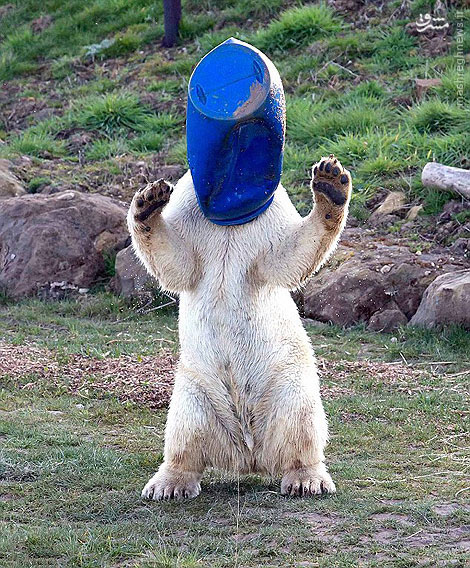 وسیله بازی یک خرس قطبی! +عکس