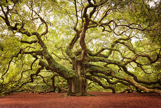 عکس: با شکوه‌ترین درختان جهان