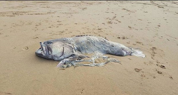 کشف لاشه ماهی عظیم در سواحل استرالیا