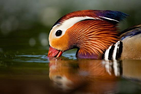 تصاویر فوق العاده زیبا از دنیای پرندگان (4)