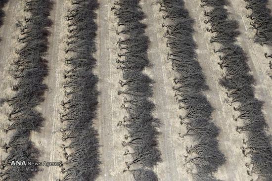 عکس: مزارع خشک کالیفرنیا