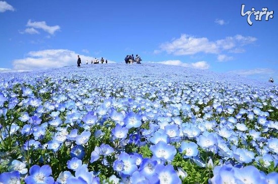 دریایی از شکوفه های آبی در پارک ژاپن