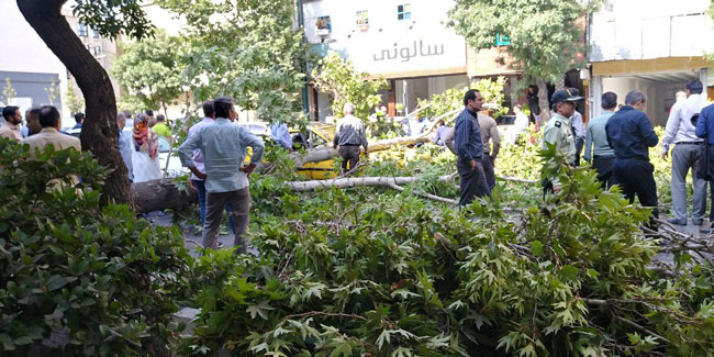 شهروند خبرنگار: شکستن درخت در خیابان شریعتی حادثه آفرید