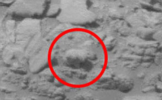 یک خرس در مریخ! +عکس