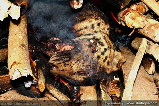 اقدام عجیب ماموران هندی در آتش زدند پیکر یک پلنگ کمیاب مهاجم + تصاویر