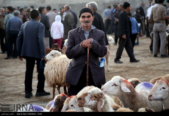 بازار خرید و فروش دام در آستانه عید قربان