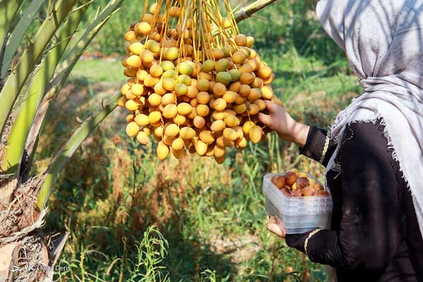 برداشت خارک و رطب از نخلستان‌های آبادان