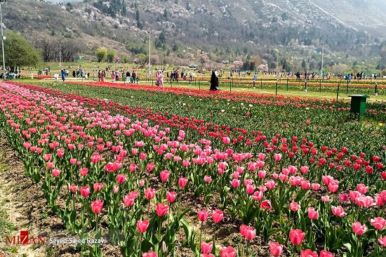 جشنواره گل‌های لاله در بهشت روی زمین