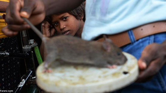کشاورزان هندی موش می‌خورند!