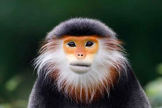 یکی از نادرترین گونه‌های میمون در جهان