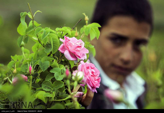 برداشت گل محمدی