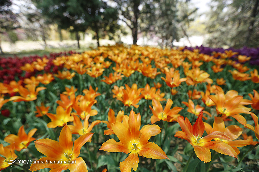 لاله‌ای برای مادران