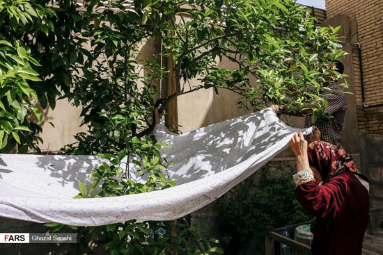 شمیم بهاری در اردیبهشت شیراز
