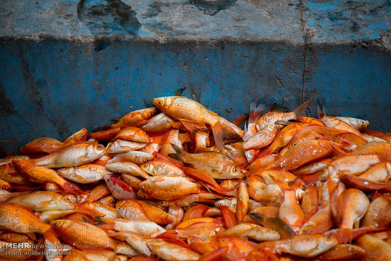 عکس: مرگ میلیون ها ماهی قرمز