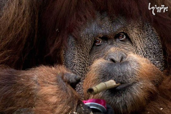 تصاویر شگفت انگیز حیوانات به انتخاب «تایم»