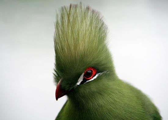 پرنده ای «فشن»با چشمانی زیبا! +عکس
