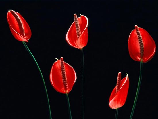 گل بسیار زیبا و عجیب فلامينگو +عکس