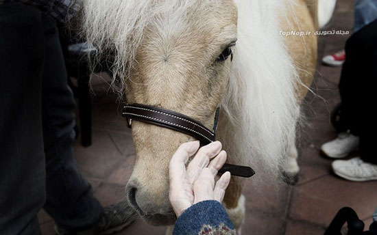 توان بخشی به سالمندان با اسب +عکس