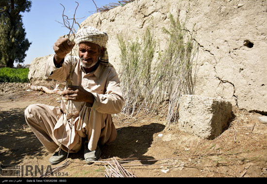 عکس: گزبافی در سیستان و بلوچستان