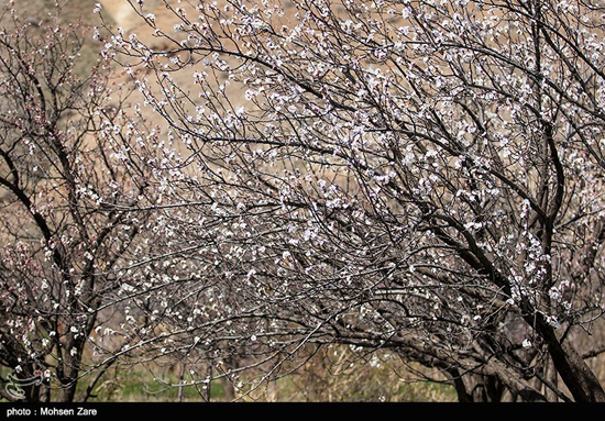 تصاویری از طبیعت بهاری اردبیل