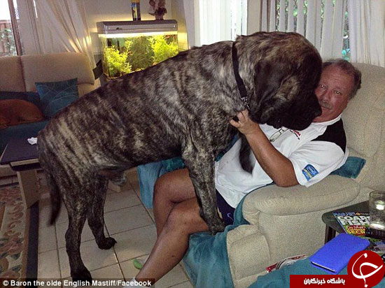 بزرگ‌ترین سگ دنیا را ببینید