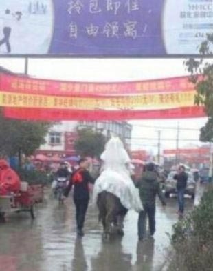 عکس: عروس چینی با گاو به خانه بخت رفت!