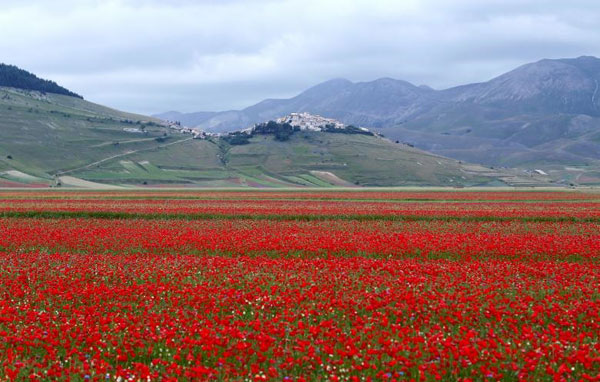 مزارع خیره‌کننده گل در ایتالیا