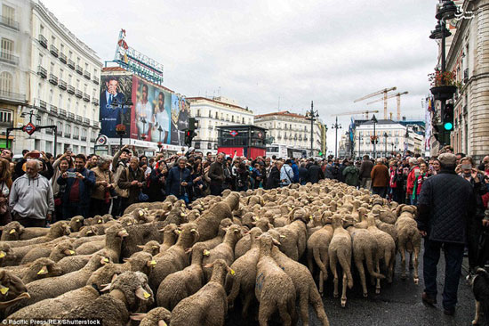 راهپیمایی گوسفندها در مادرید