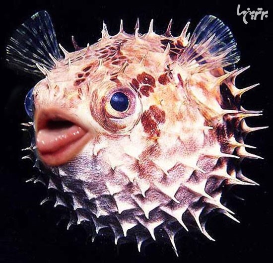 ترکیب دونالد ترامپ با ماهی پوفر! +عکس