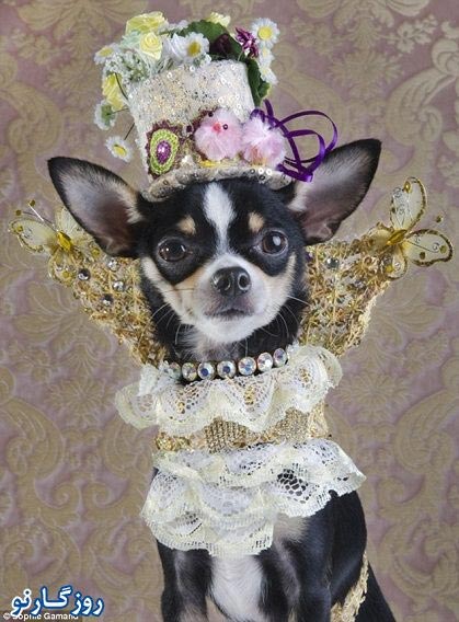 عکس: لباسهای گرانقیمت سگهای پولدارها