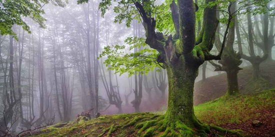 آشنایی با جادویی ترین جنگل های جهان