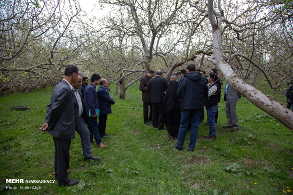 زخم تبر بر تن درختان ارسباران