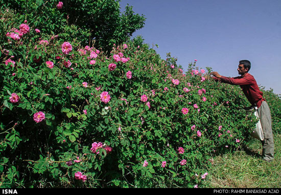 عکس: برداشت گل محمدی در لاله زار