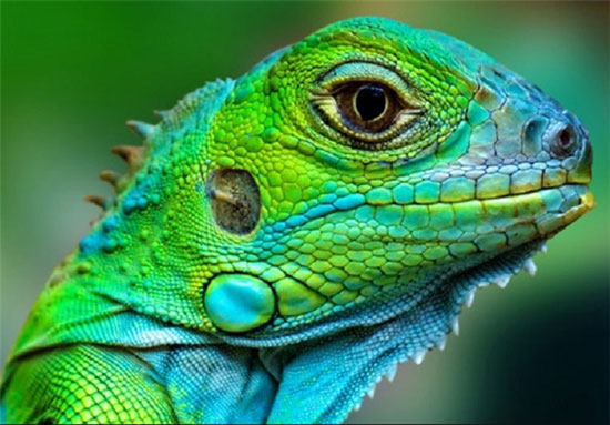 عکس: چشمان زیبای حیوانات از نمای نزدیک