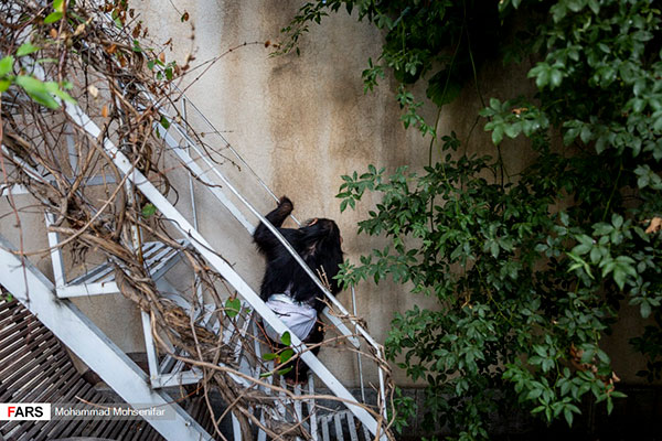 تصاویری از «باران»، تنها بچه شامپانزه ایران