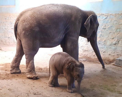 از مایسا، بچه فیل باغ‌وحش ارم تهران چه خبر؟
