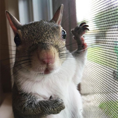 جیل، سلبریتی ای از نوع سنجاب! +عکس