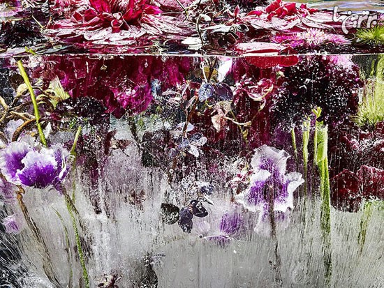 هنرنمایی چشم‌نواز با گل‌های منجمد +عکس