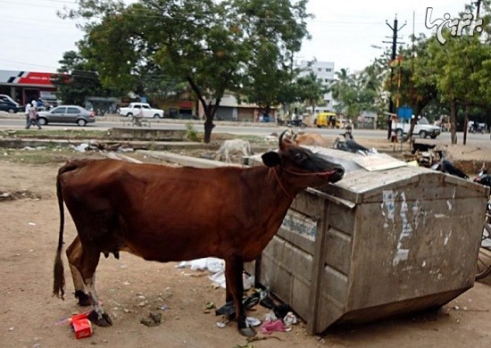 گاوهای ولگرد در خیابان‌های هند