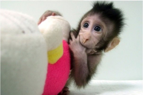 نخستین میمون‌های شبیه‌سازی شده در چین