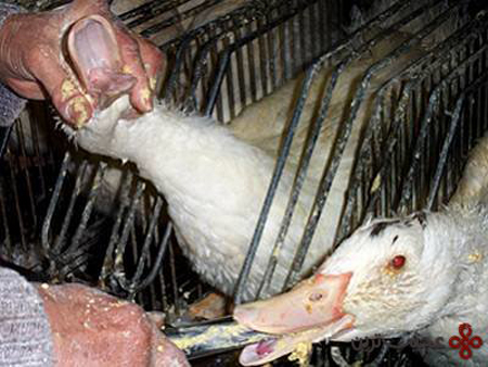 جگر چرب اردک شکنجه شده؛ غذای گرانقیمت  فرانسوی!