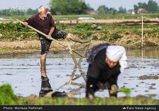 عکس: بانوان شالیکار گیلک