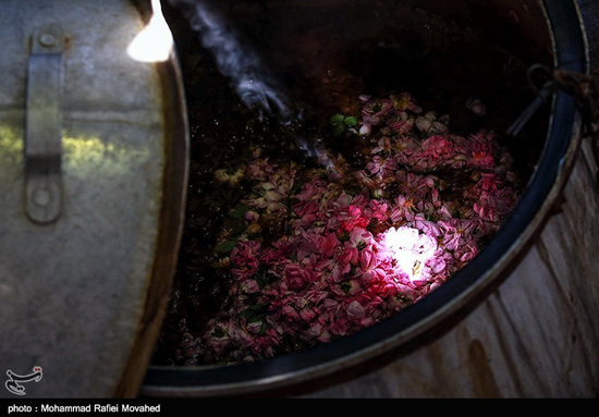 فصل گلاب گیری در کاشان