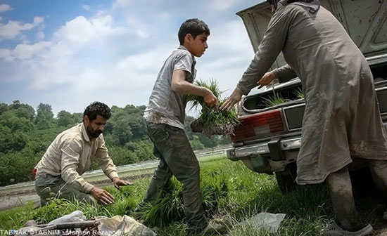 عکس: آغاز نشاکاری در مازندران