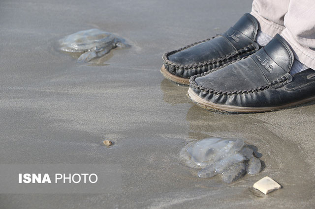 مرگ صدها عروس دریایی در ساحل بندرعباس