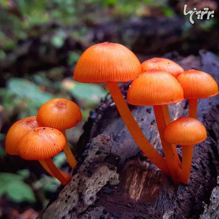 عکس: دنیای زیبا و عجیب قارچ ها