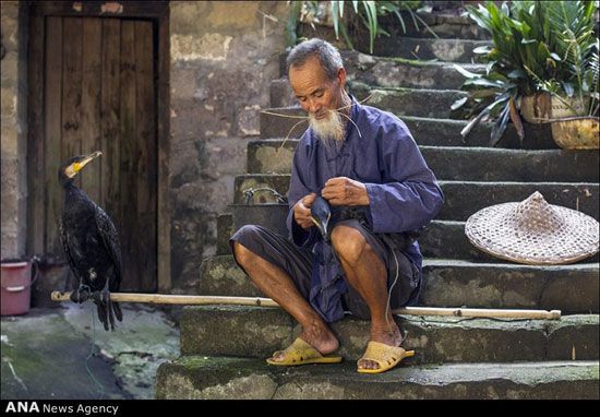 ماهیگیری سنتی در چین +عکس